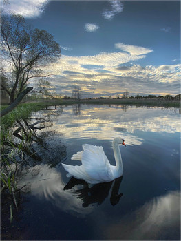 Swan / swan Neman lake
