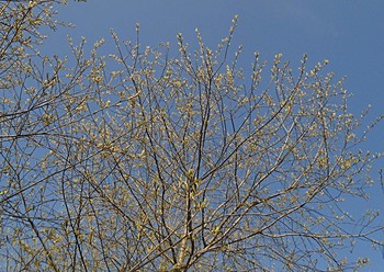 И деревья зацветают. / Всякое дерево и растение радуется апрельскому теплу.