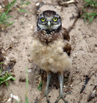 Я вылупился! / ***