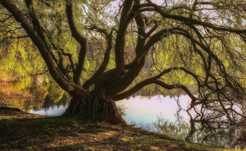 Осьминожек / ***