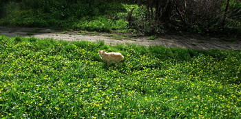 Ой,цветочки... / Апрель,котёнок,цветочки