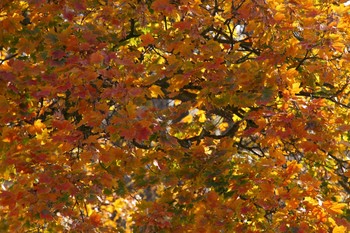 &nbsp; / ............