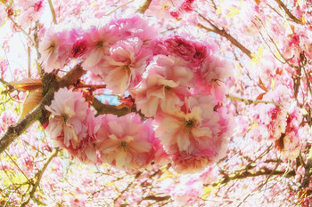 &nbsp; / Весны радость