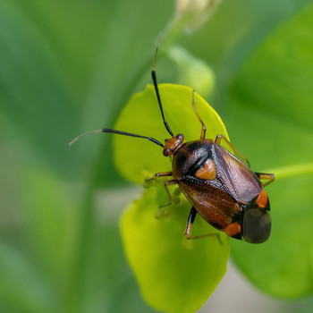 &nbsp; / Красный капсид (Deraeocoris ruber)
