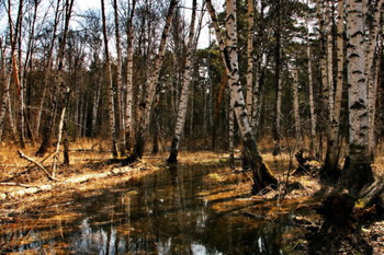Весна в лесу. / Томская область.