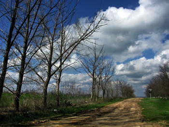 Дорога вдоль поля / Дорога,деревья,облака