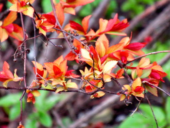 Красные листья и ягоды - апрель. / Дерен кроваволистный в апреле.
