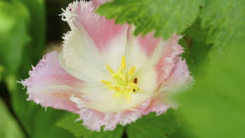 Розовый бахромчатый тюльпан / В этом году расцвели тюльпаны,которые считала давно погибшими. Это очень обрадовало!