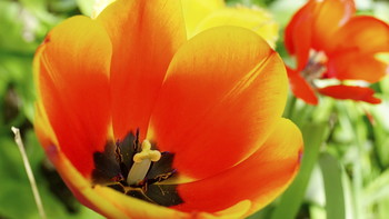 Тюльпаны / Тюльпаны оранжевые с жёлтыми краями лепестков.С блестящим отливом.