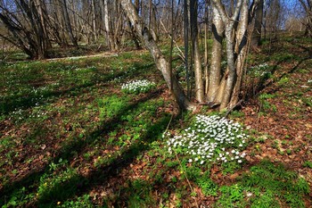 &nbsp; / Весна..