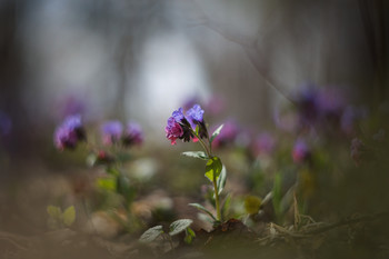 &nbsp; / медуница, гелиос 40-2С 85mm f/1.5