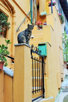 На улице Ментона нас встречал, замечательный французский котик. / Большинство улиц Европы выглядит таким образом .И неважно в какой стране . Узкие улицы, старые дома, окна в окна.
Всех приветствую на своей страничке, подписывайтесь у меня для вас много интересного