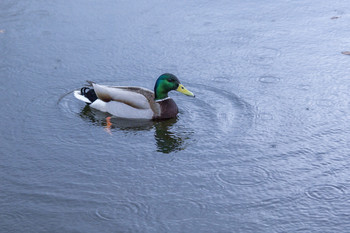 УТОЧКА / Утки плавают в пруду.

Я поближе подойду,

«Ути-ути», — им скажу,

Червячков им предложу.

Уточкам – по червяку.

Остальное – гусаку.

Чтоб он сытым, добрым стал,

Малышей не обижал.

Татьяна Гусарова