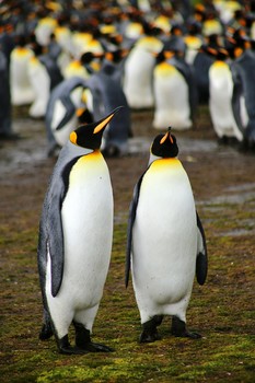 Гордая парочка / Королевские пингвины. Фолклендские острова