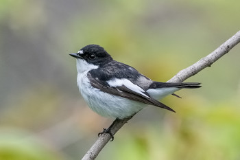 Мухоловка. / Мухоло́вка-пестру́шка, мухоловка черноголовая или березовка (лат. Ficedula hypoleuca) — певчая птица семейства мухоловковых (Muscicapidae). Длина тела около 16 см, масса 15—19 г.