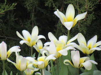 Поздние ранние тюльпаны / Самые ранние тюльпаны - тюльпаны Кауфмана, сохранившиемя до мая.
