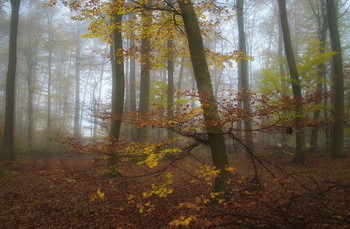 Осень красит.. / Осеннее утро в лесу .