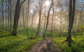 Туманный лес на Стрижаменте / Солнечные лучи на рассвете, смогли пробиться сквозь густой туман, создавая чарующее настроение весеннего чуда. 
Природный заказник «Стрижамент».
Май, 2021 года. 
Из фотопроекта «Открывая Ставрополье».