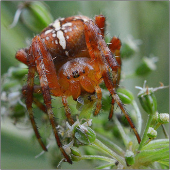 Ожидание. / Крестовик обыкновенный - Araneus diadematus. Окраска сильно варьирует. Обычно в сентябре откладывает яйца, сооружая несколько коконов, после чего самка погибает. Для человека не опасен.