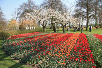 Яркие краски весны... / Парк Кекенхофф