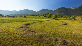 Словения, предгорье Альп. Поле и скошенная трава. / Утром по дороге к озеру Блед.