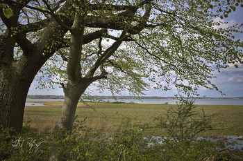 &nbsp; / Landschaft an der Flensburger Förde