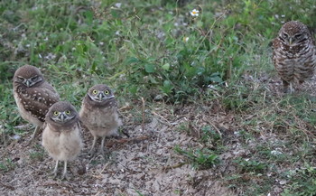 Семейка / яяя