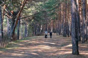 Прогулка по лесу / Прогулка в лесу.