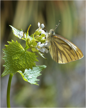 Белянка брюквенная /Pieris napi/ / Белянка брюквенная /Pieris napi/