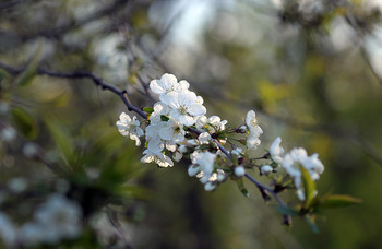 весняні сни / всьо чотко,весна,квіти,сади,вишні,черешні,сливи
https://www.youtube.com/watch?v=BQMkX-arFgg&amp;ab_channel=TvAdLibitum