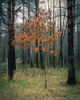 Весенний дубок / Новый Петергоф. Александрийский парк.