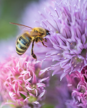 &nbsp; / Пчела и клевер