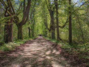  / Английский лес
Allee am Schloss Thurn und Taxis
Im Englischen Wald