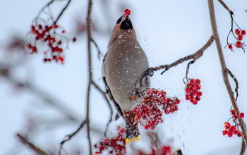 Пир свиристели. / ***