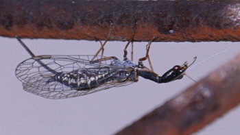 Пришелец / Ещё один непрошенный пришелец- прозрачный комар огромного размера...Что это? пока не определились