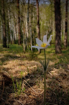 В весеннем лесу. / Томская область.