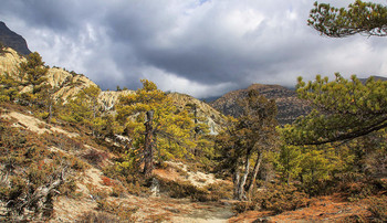 Можжевеловый лес / Непал. Гималаи. По дороге к селению Мананг