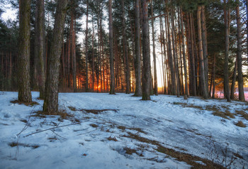 Утром в лесу / Пейзаж Беларуси