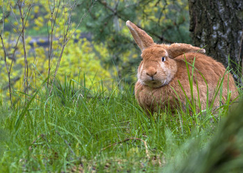 Кролик на поляне / На сочной траве