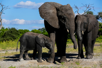 &nbsp; / aufgenommen in einem Nationalpark in Afrika