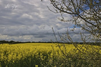 &nbsp; / Landschaft mit Rapsfeld