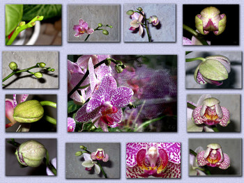 Цветение орхидеи / наблюдение за цветением моей орхидеи