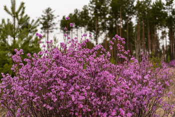 И вновь пора багульника в Забайкалье / ***