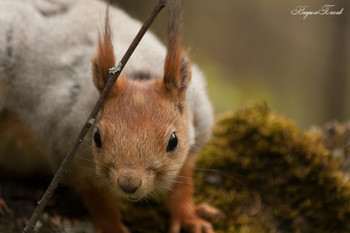 Дай орех! / Красноярский край