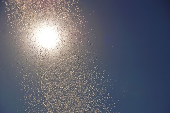 Купание солнца / Купание солнца в струях воды