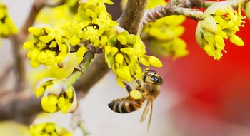 За взятком / Весна в этом году поздняя. Пчёл мало...Но трудятся они с раннего утра до позднего вечера