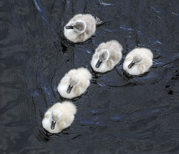 Носики / Пушистики