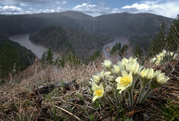 Первые... / Манская петля, подснежники.