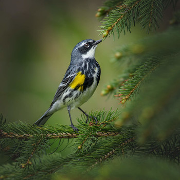 Yellow-rumped Warbler / Миртовый лесной певун