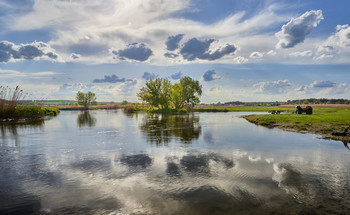Весенние картинки / Весна 2021. Река Северский Донец